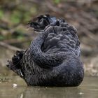 Black swan
