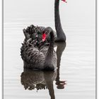 Black Swan