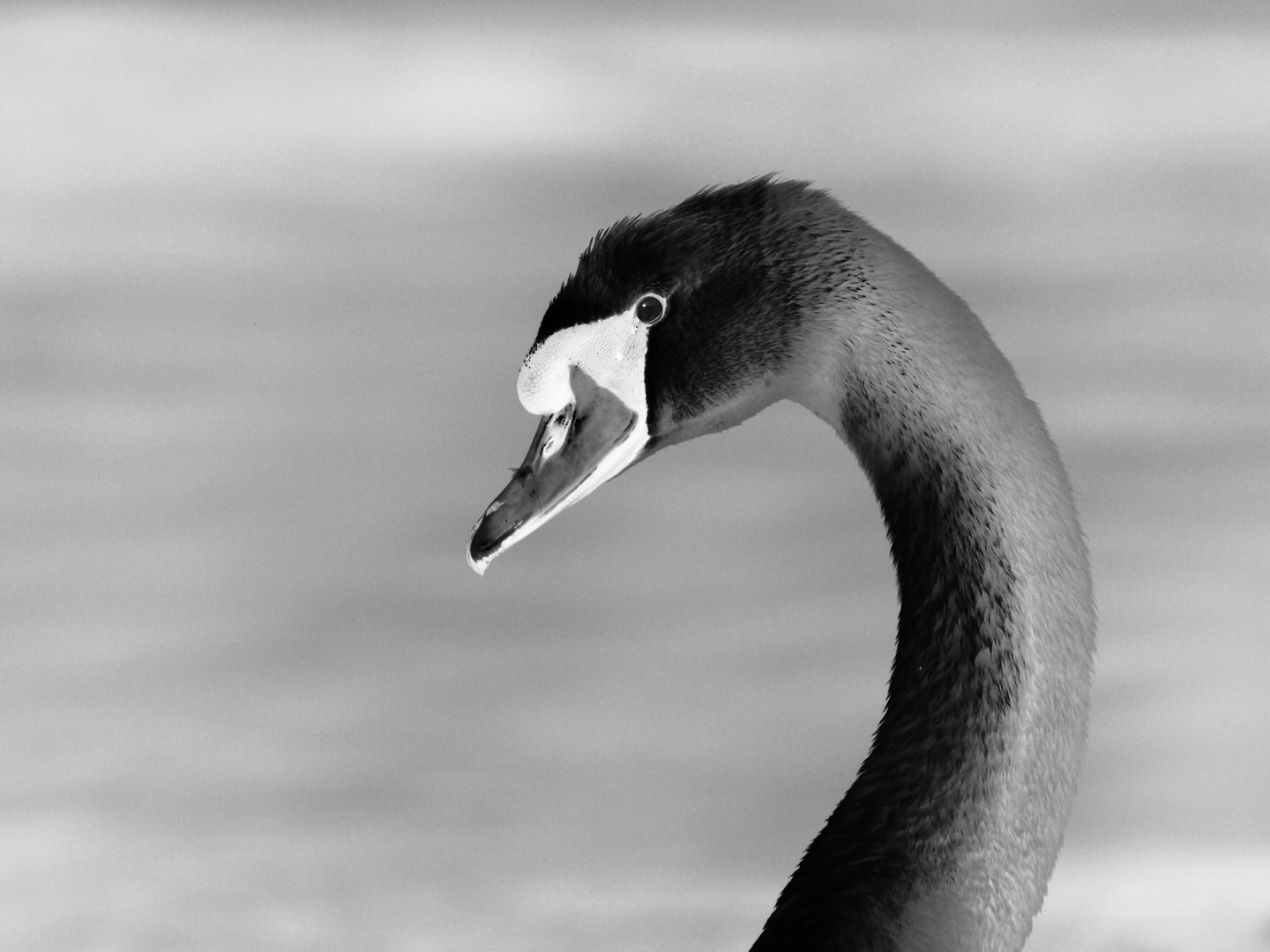 Black Swan