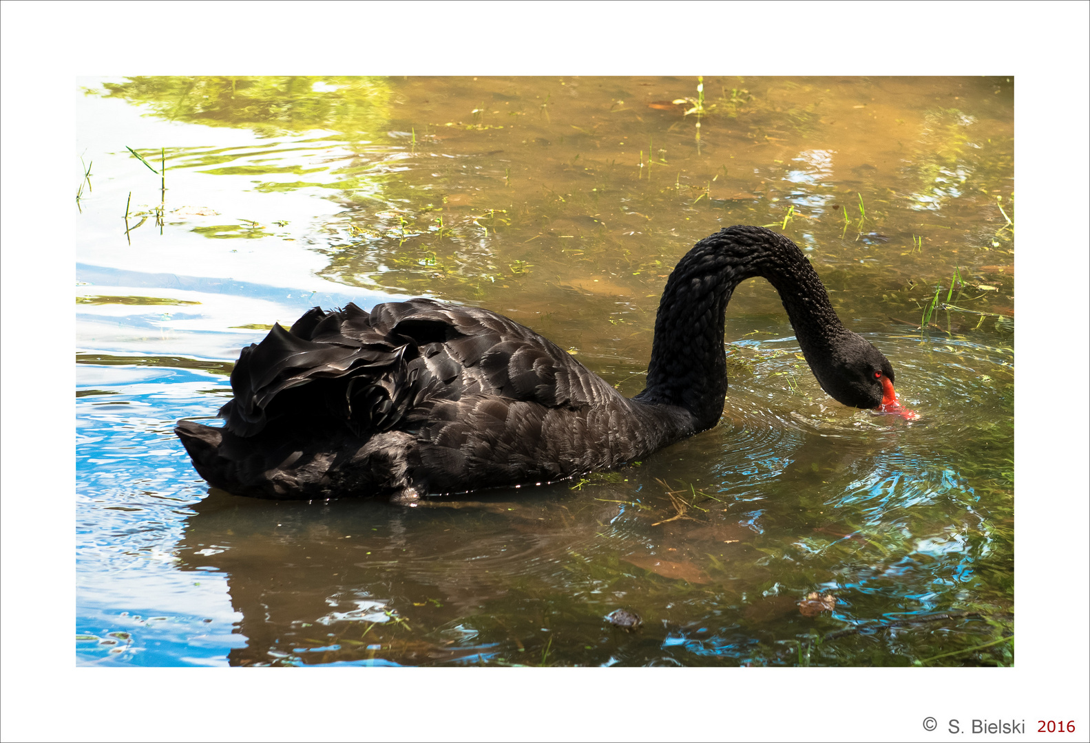 Black swan