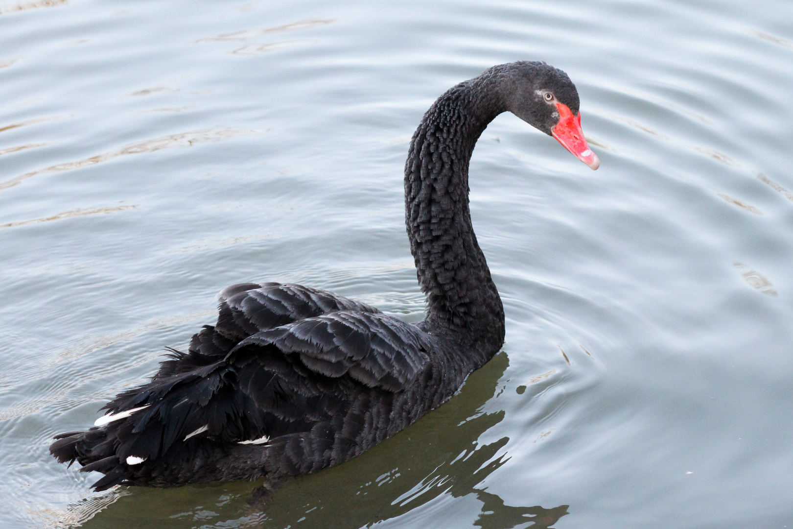 Black Swan