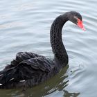 Black Swan