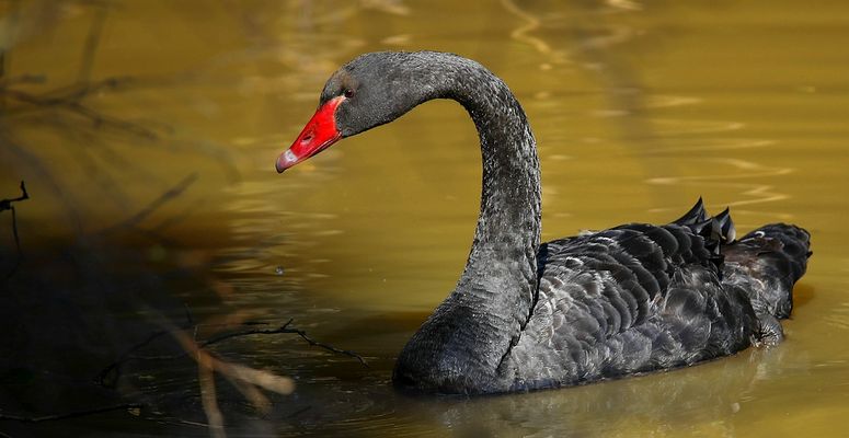 Black Swan 