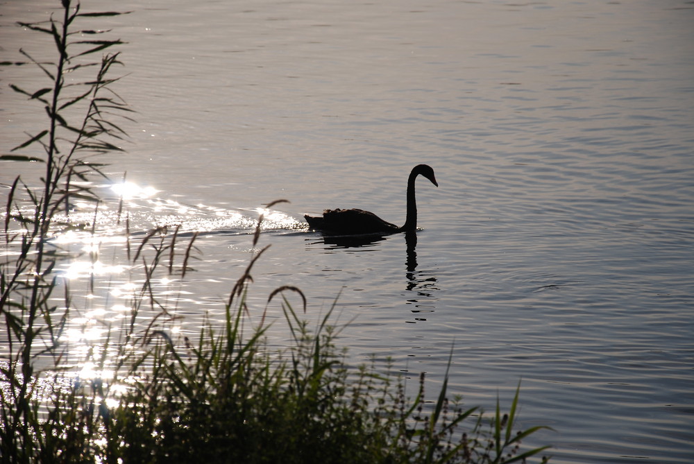 Black Swan