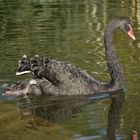 Black Swan