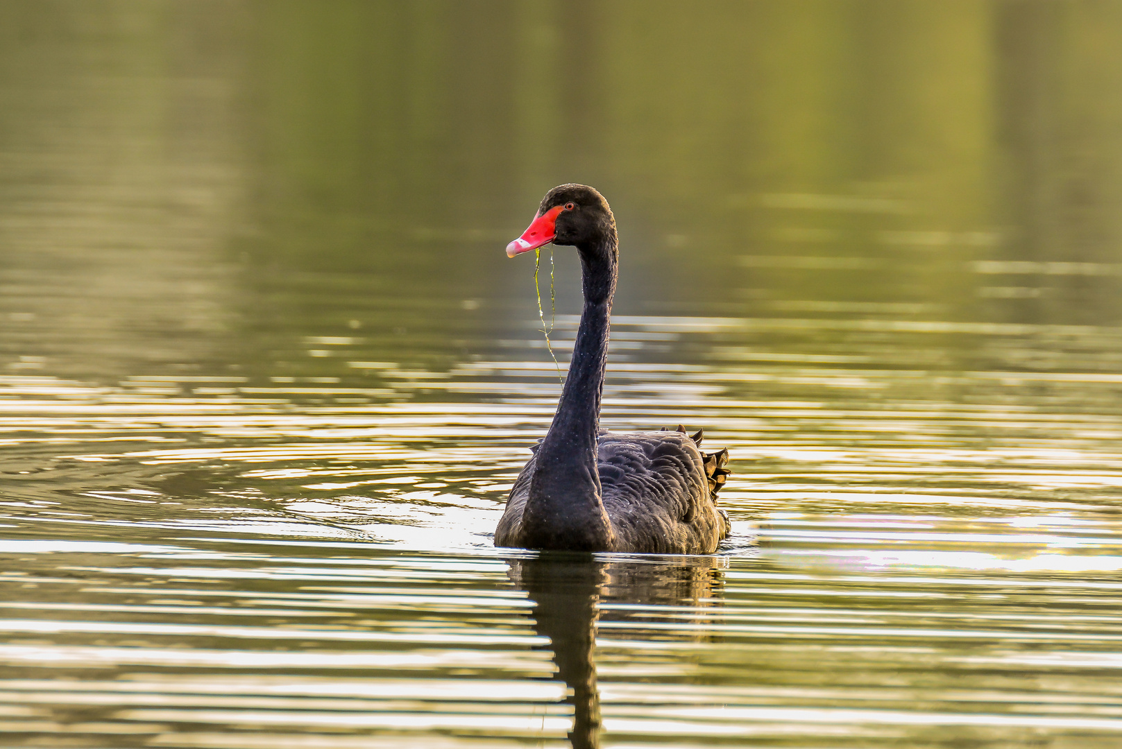 Black swan