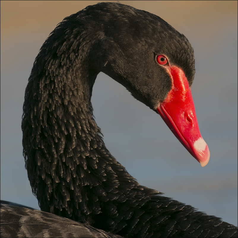 Black Swan *