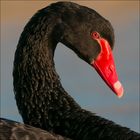 Black Swan *