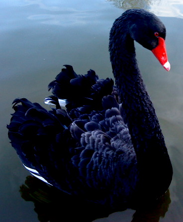 Black Swan