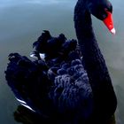 Black Swan