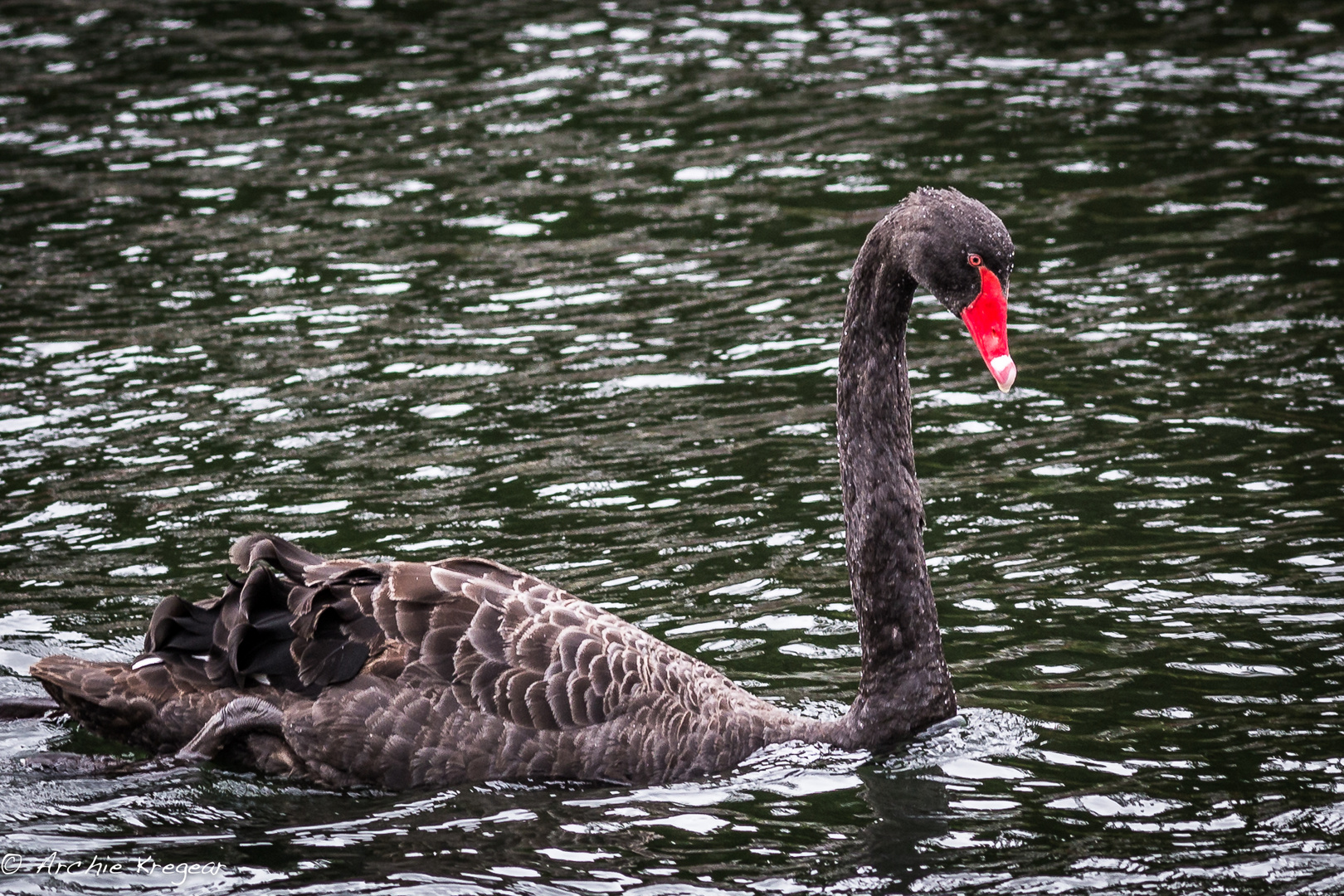 Black Swan