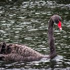 Black Swan