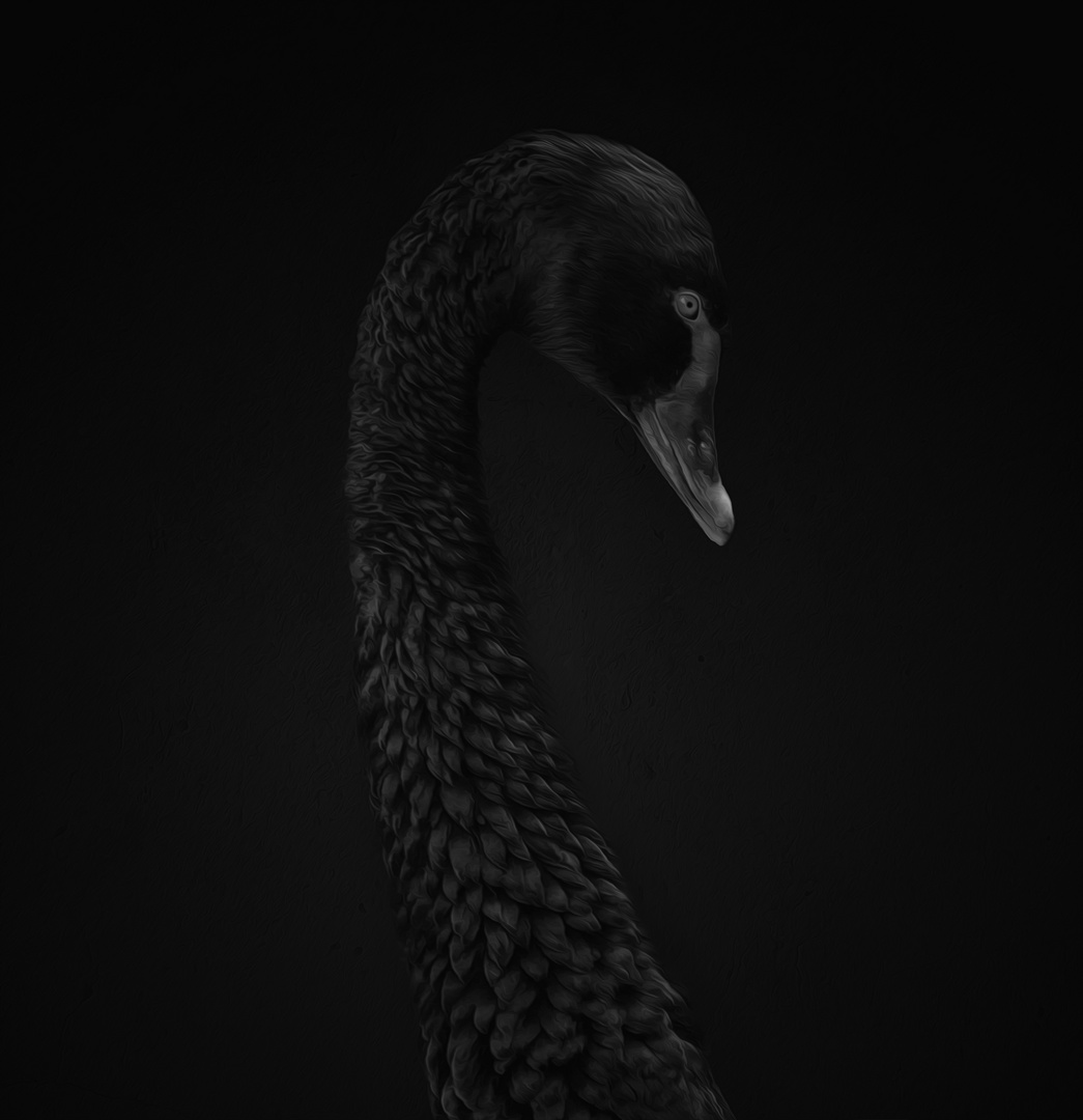 Black Swan