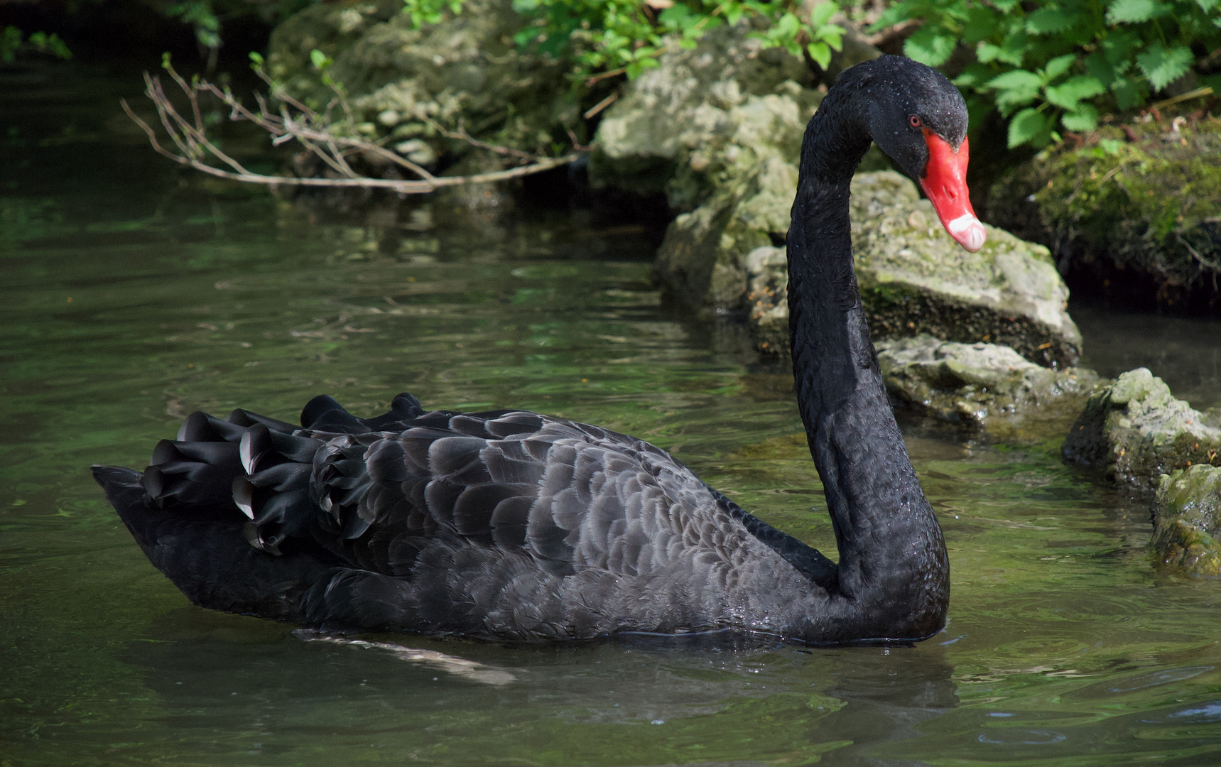 black swan