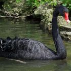 black swan