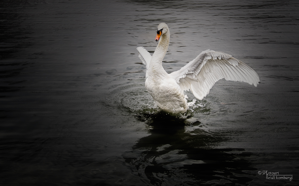 black Swan