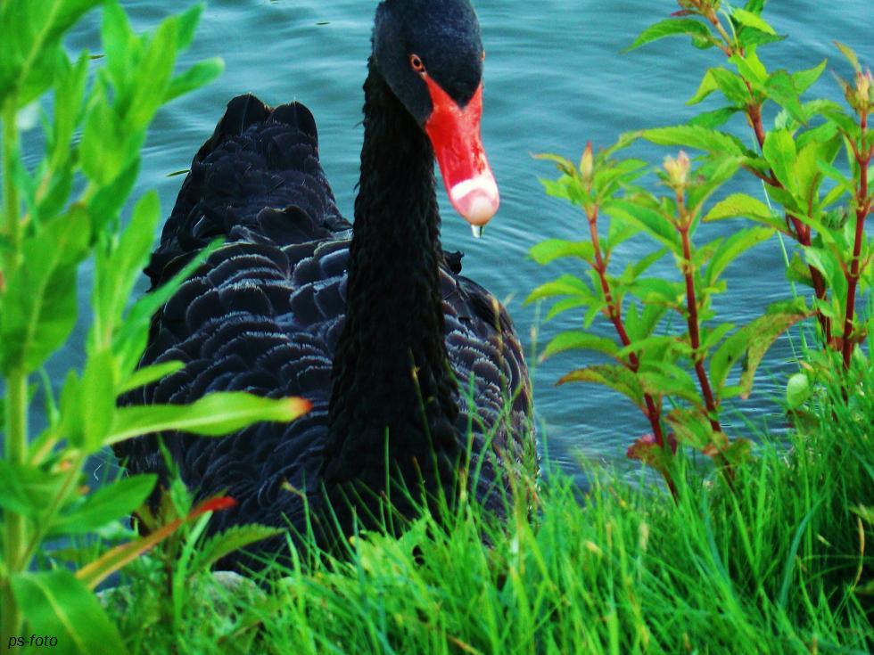 Black Swan!