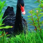 Black Swan!