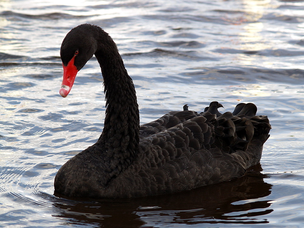 Black Swan