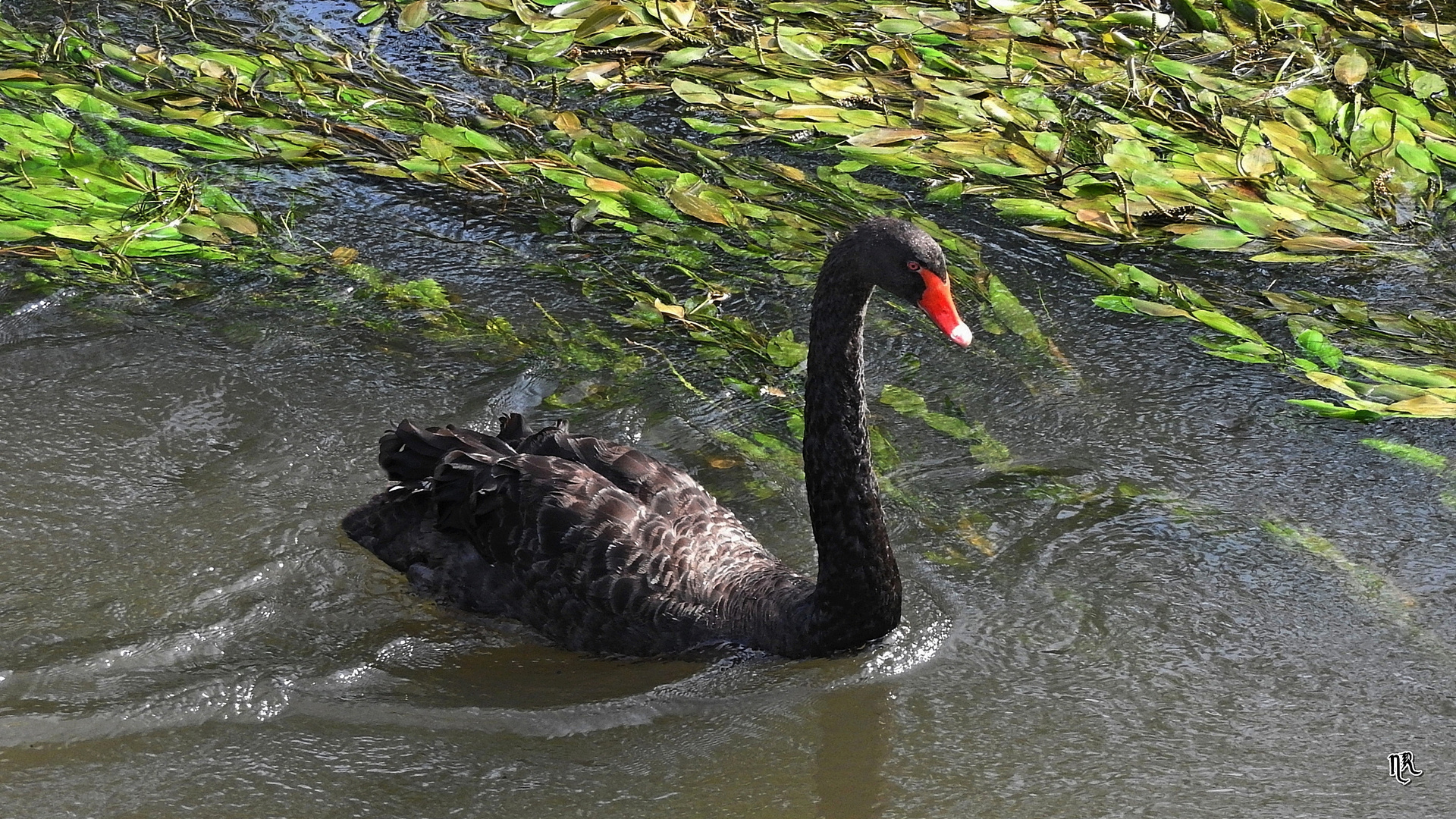 Black Swan