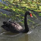 Black Swan