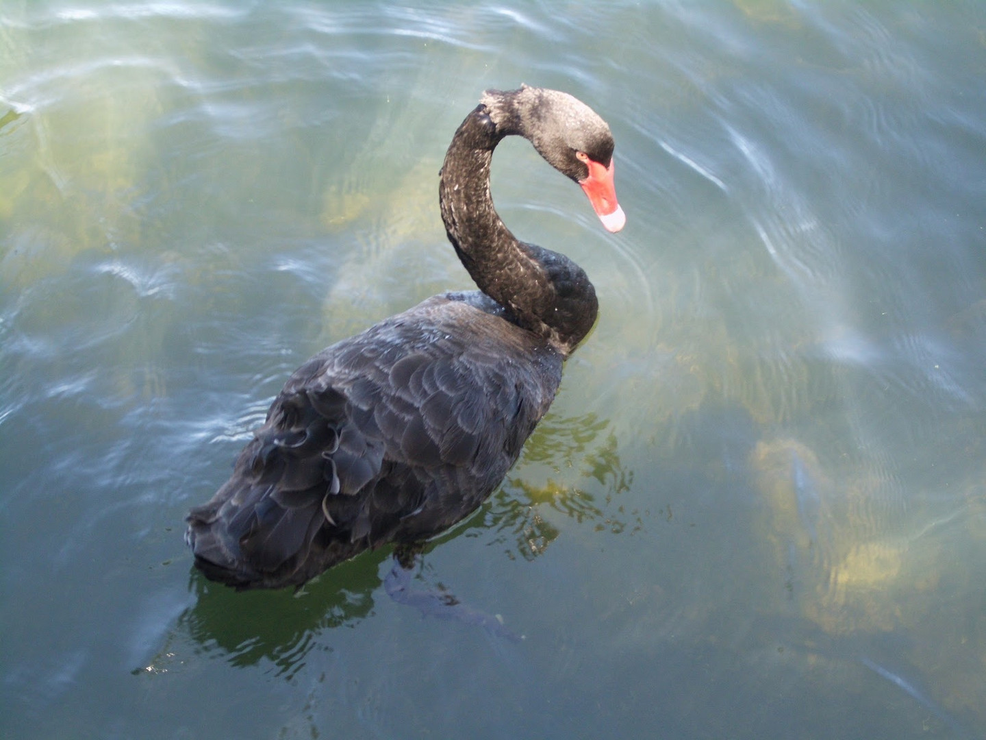 black Swan am Lake Monger