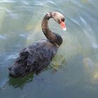 black Swan am Lake Monger