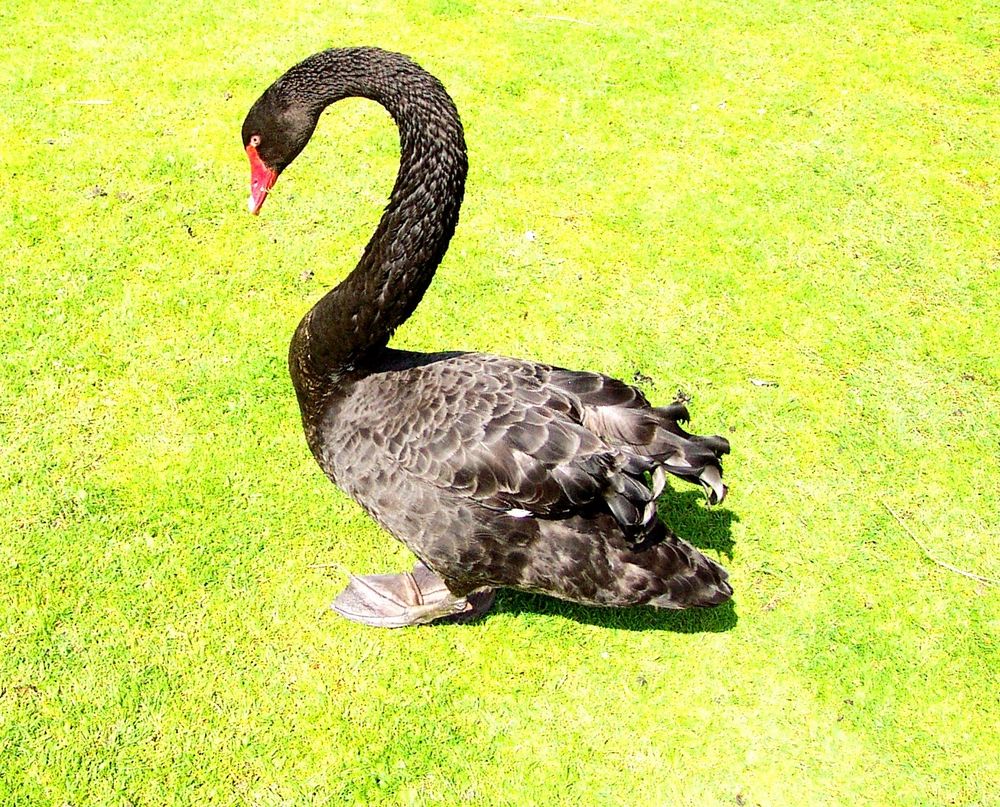 black Swan