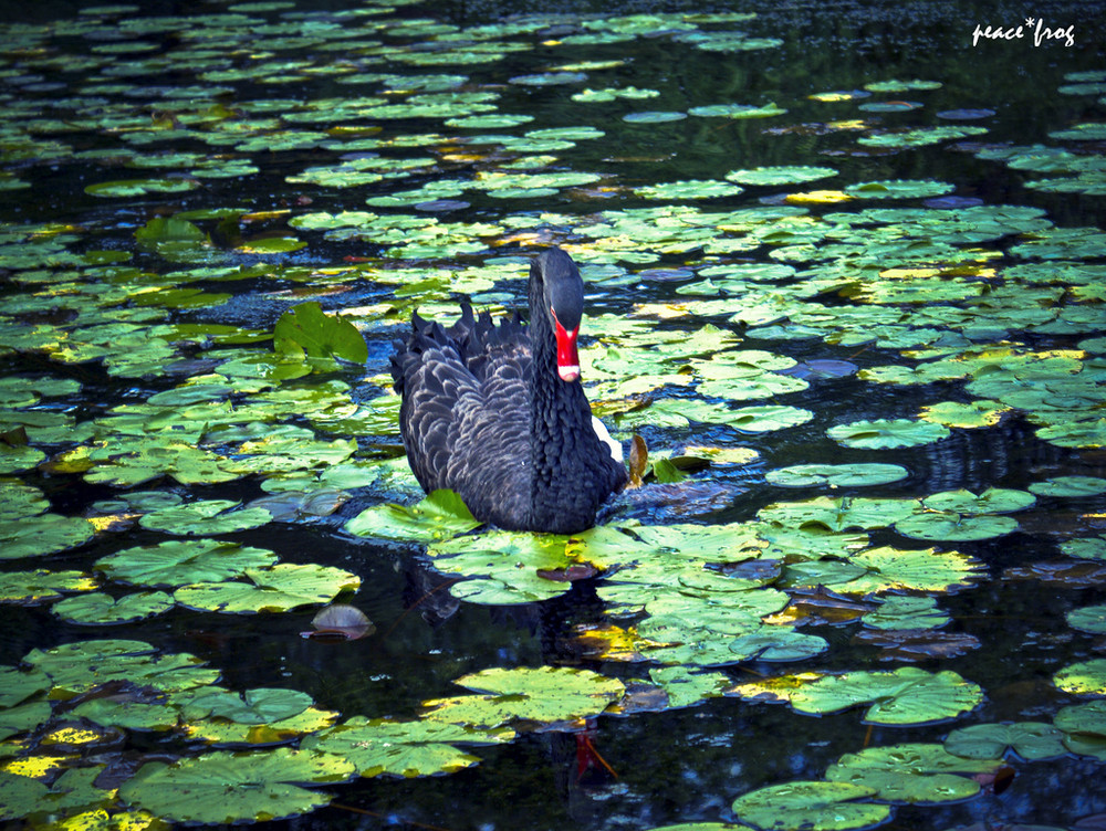 black swan