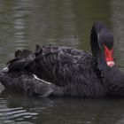 Black Swan