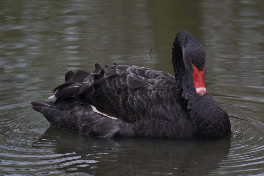Black Swan Foto & Bild | tiere, tierdetails, meine aufnahmen auße ...