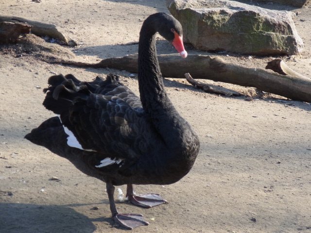Black Swan Berliner Zoo März 2013