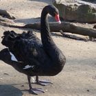 Black Swan Berliner Zoo März 2013