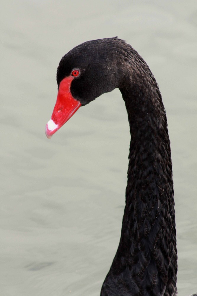 Black Swan