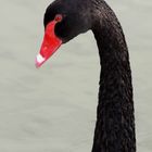 Black Swan