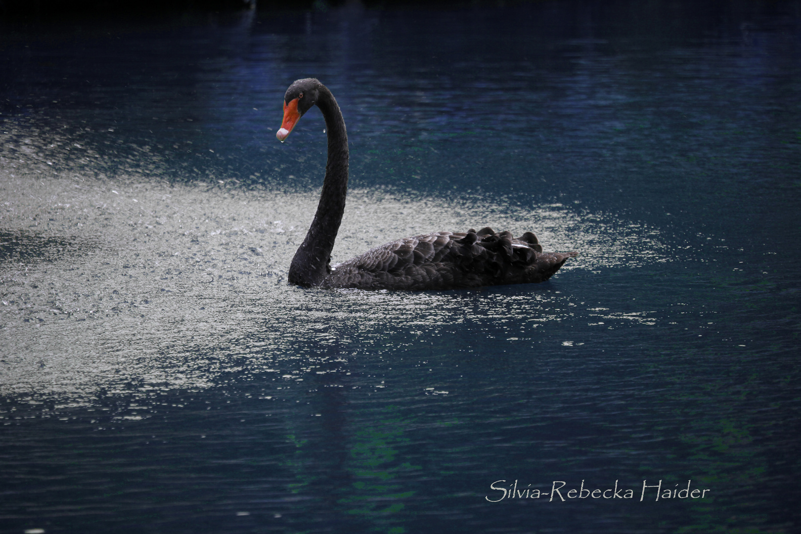 Black Swan