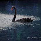 Black Swan