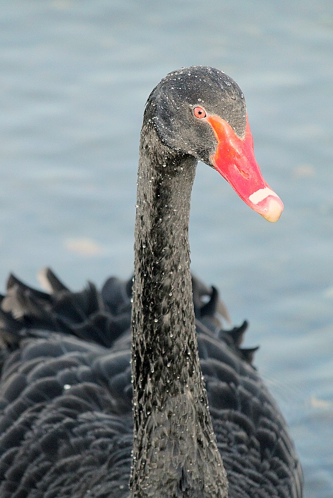 Black Swan