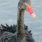 Black Swan