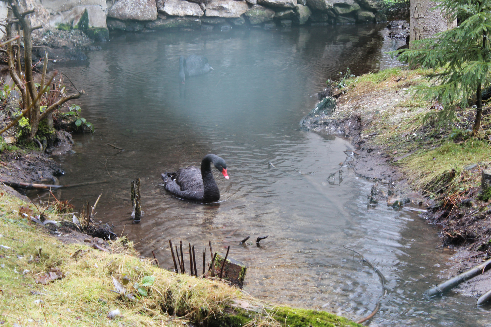 Black swan