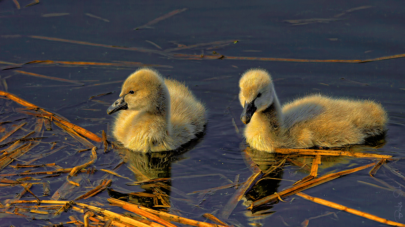 Black swan children