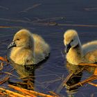 Black swan children