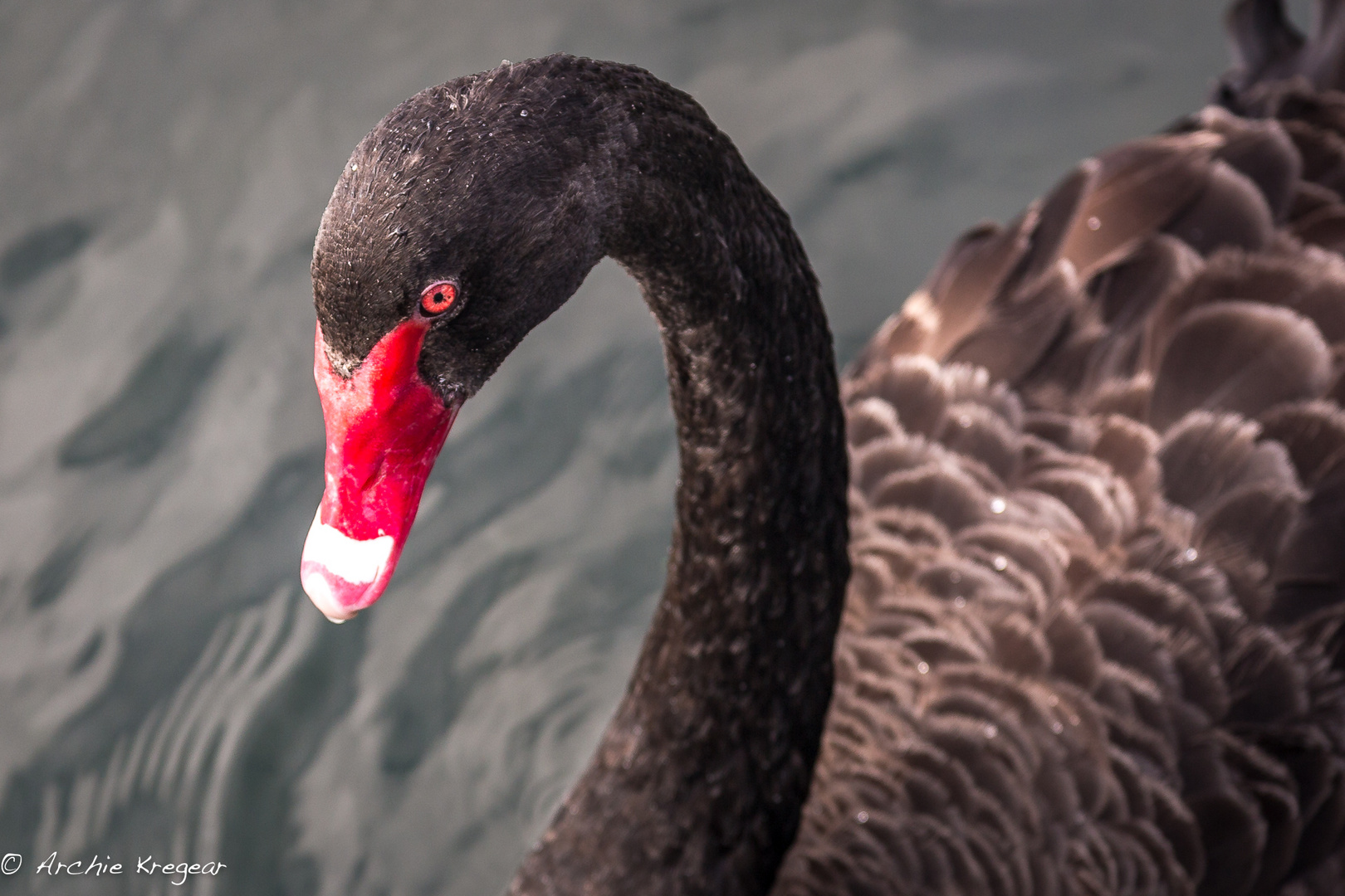 Black swan - Closeup