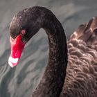 Black swan - Closeup