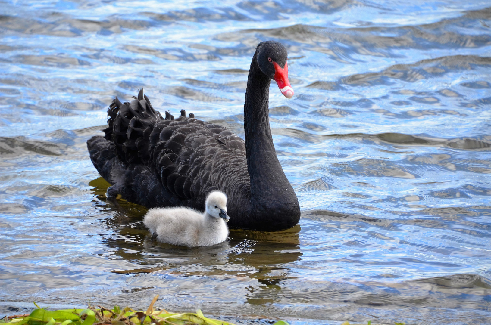 black swan & cygnet