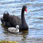 black swan & cygnet