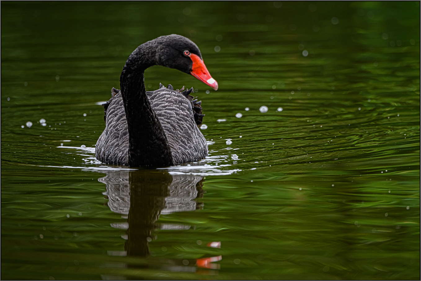 Black-Swan