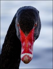 -black swan-