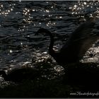 Black Swan