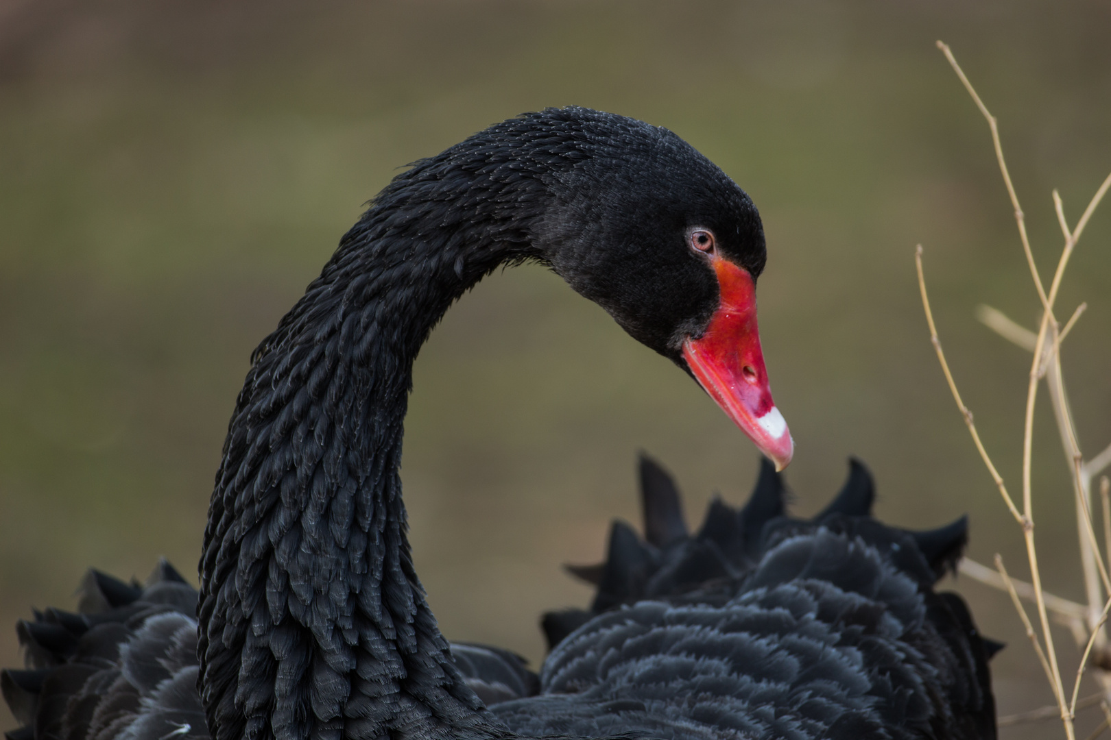 Black Swan...